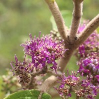 Callicarpa tomentosa (L.) L.